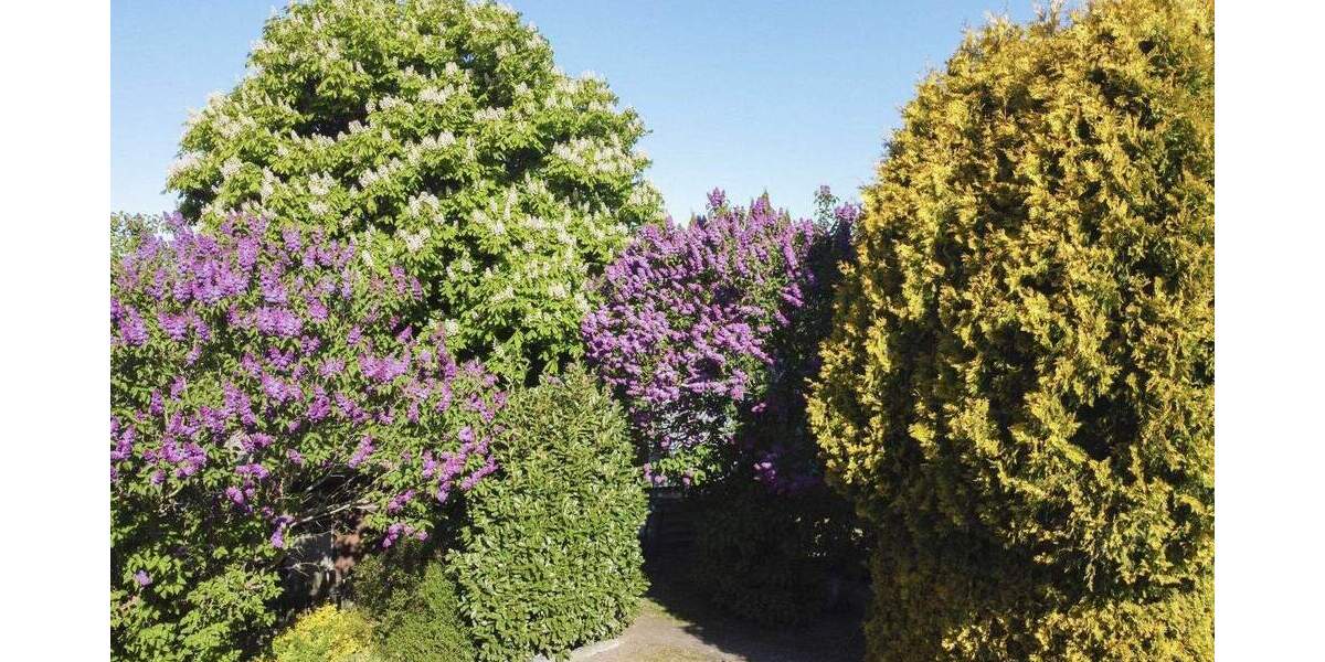 Einfamilienhaus Sehlen - 8 Zimmer, 280.000&euro; | Angebot:25899644