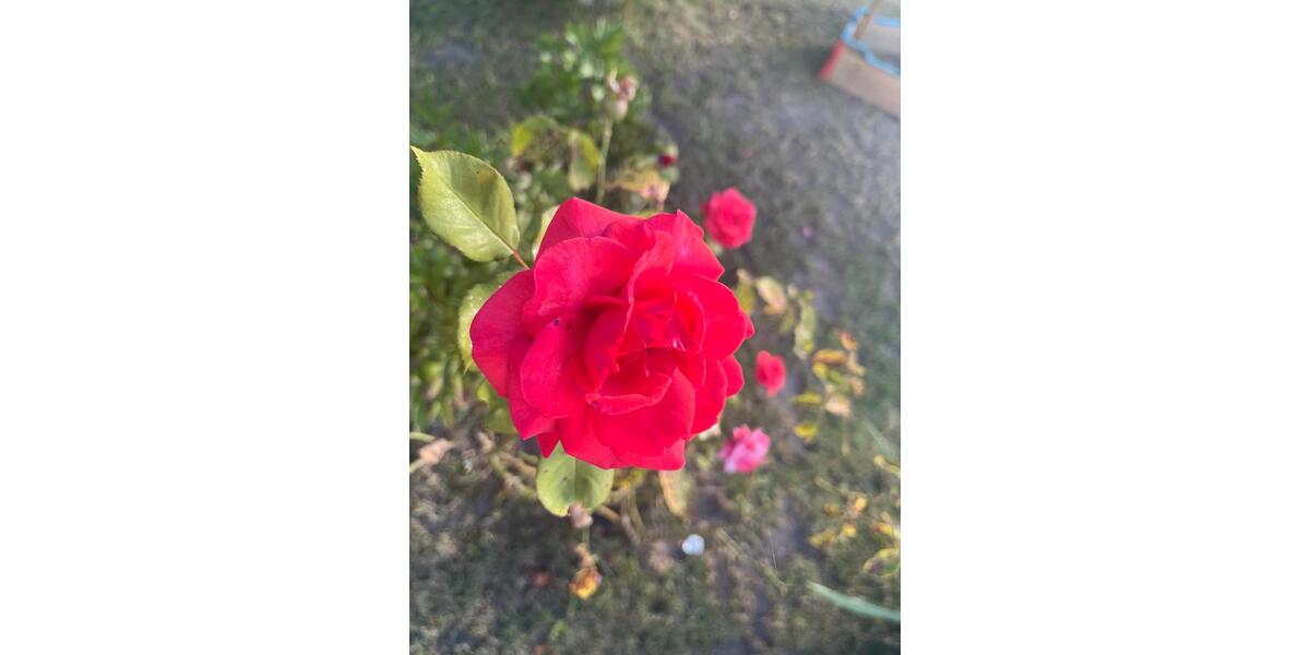 Bungalow Gingst - 1 Zimmer, 25 m&sup2;, 20.000&euro; | Angebot:26050397