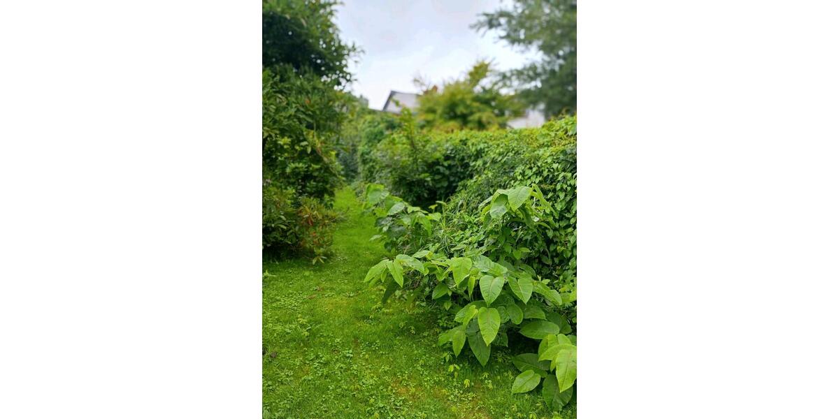 Doppelhaushälfte Grimmen - 5 Zimmer, 115 m&sup2;, 65.000&euro; | Angebot:25231640