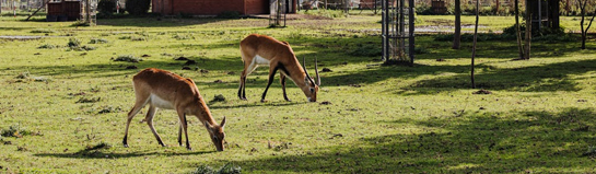 Karls Rövershagen Wildpark-MV Güstrow Rostock Mecklenburg