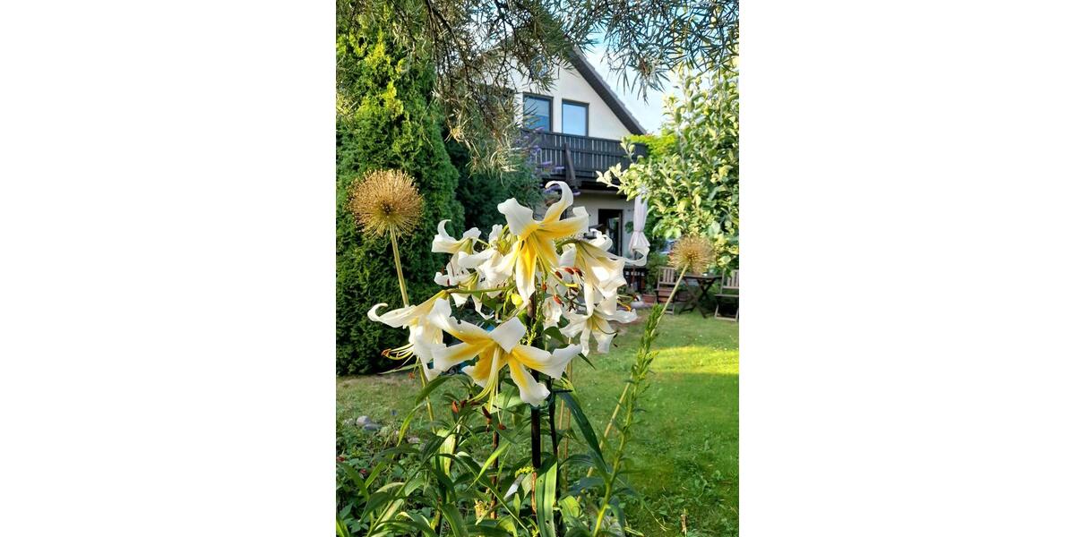 Einfamilienhaus Neuenkirchen - 5 Zimmer, 150 m&sup2;, 535.000&euro; | Angebot:27264818