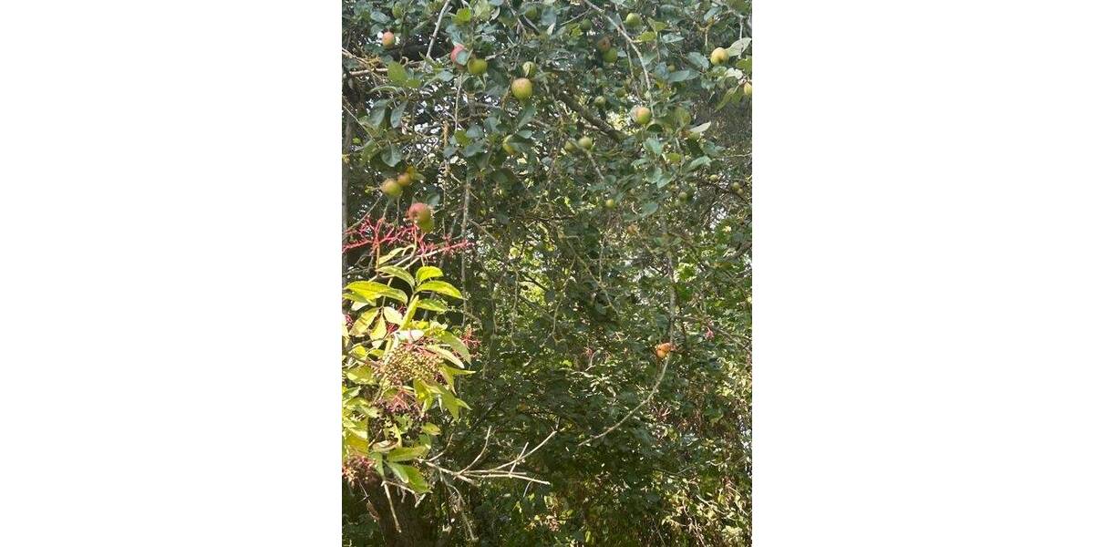 Grundstück Sundhagen Hildebrandshagen - 75.000&euro; | Angebot:25672672