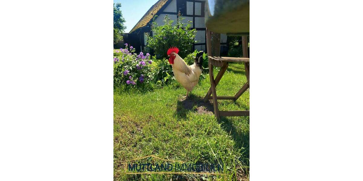 Mehrfamilienhaus, Wohnhaus Neuenkirchen - 9 Zimmer, 430 m&sup2;, 1.156.000&euro; | Angebot:25666287